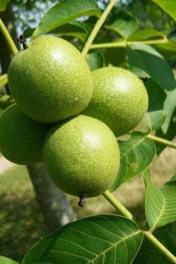 Орех грецкий Буковинский-2 | Горіх грецький Буковинський-2 | Juglans regia Bukovinskiy-2